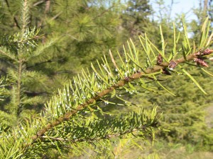 SpruceBudworm