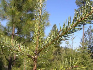 _SpruceBudworm2